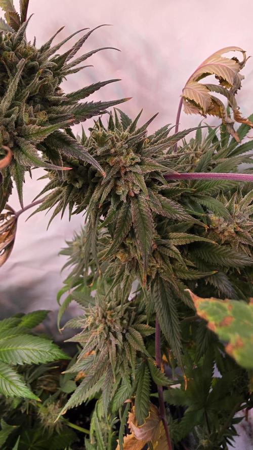 Black Cherry Punch. Week 12