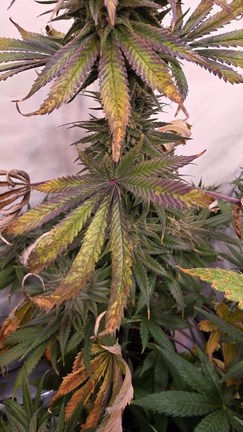 Black Cherry Punch. Week 12