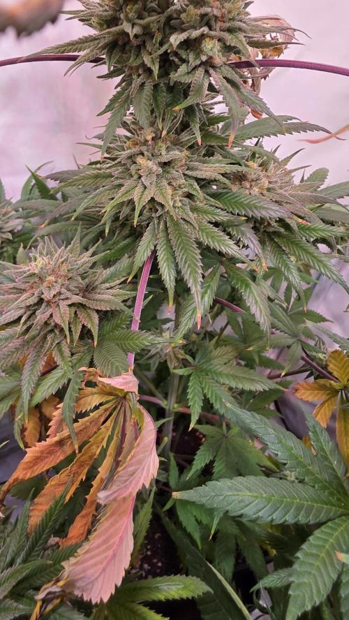 Black Cherry Punch. Week 12