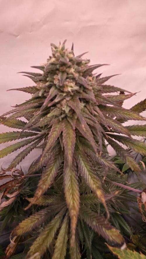 Black Cherry Punch. Week 12