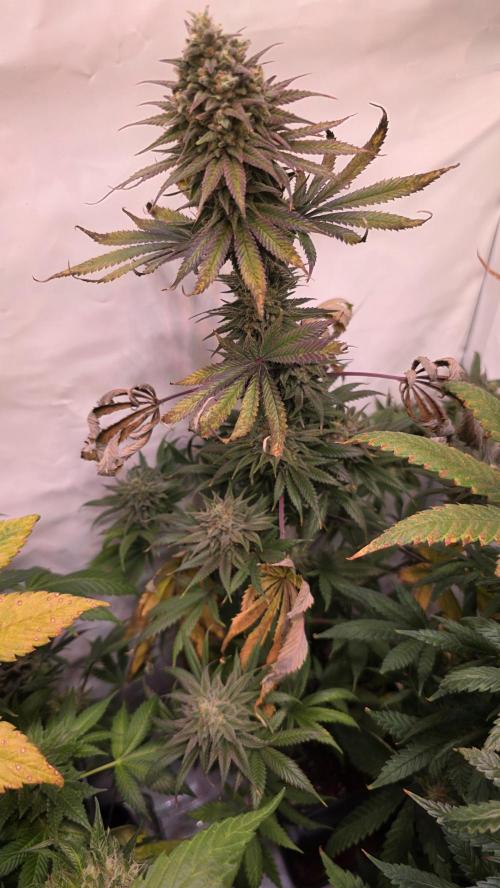 Black Cherry Punch. Week 12