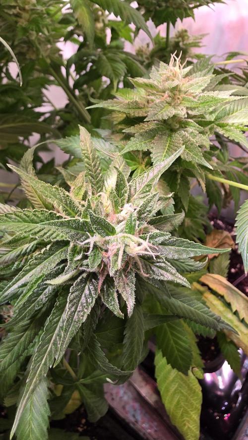 Dosimosa. Week 12