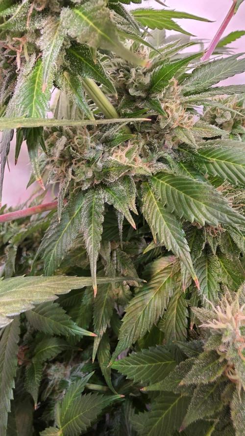 Dosimosa. Week 12