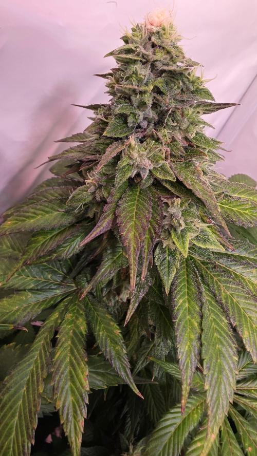Dosimosa. Week 12