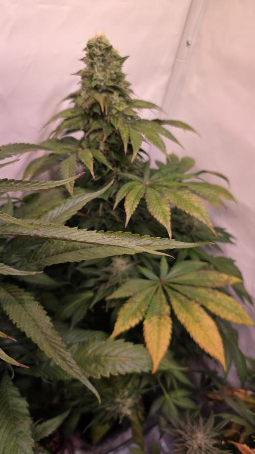 Dosimosa. Week 12