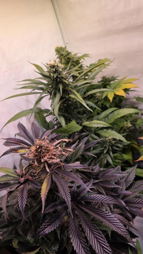 Dosimosa. Week 12