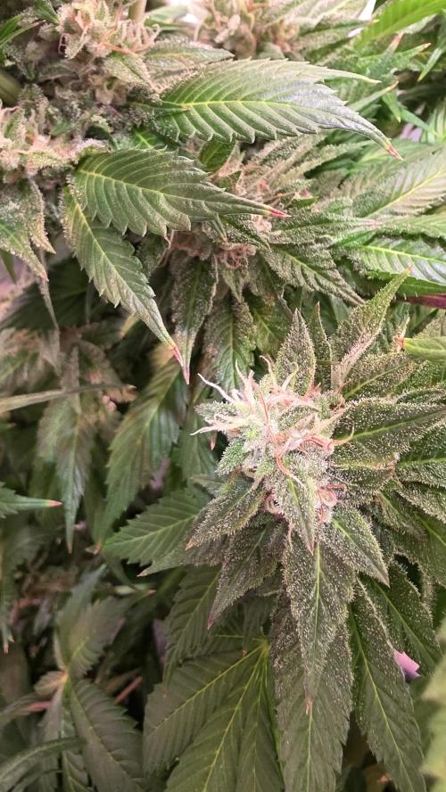 Dosimosa. Week 12