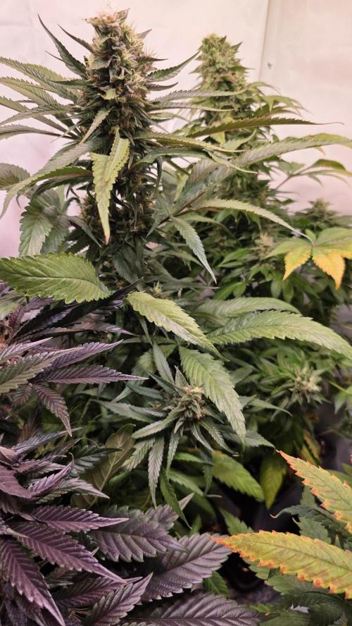 Papaya Jealousy. Week 12