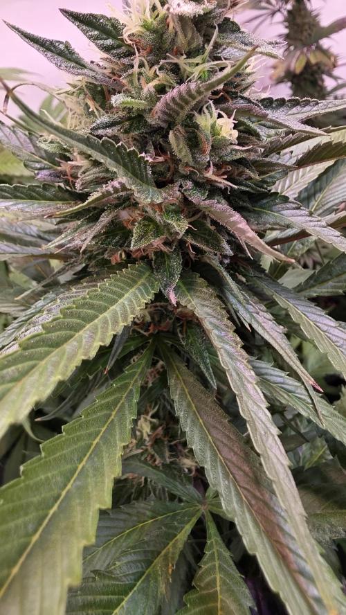 Papaya Jealousy. Week 12