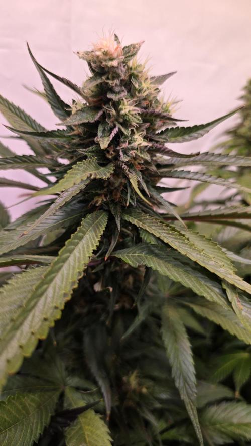 Papaya Jealousy. Week 12