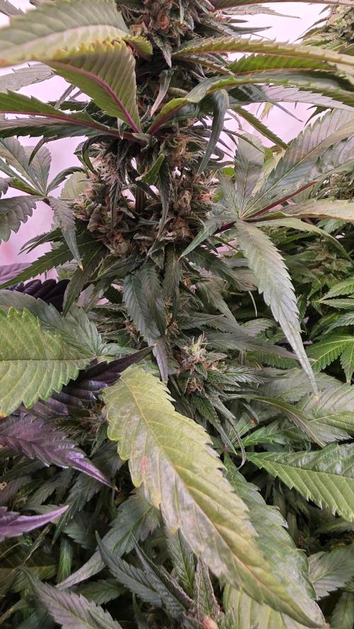 Papaya Jealousy. Week 12