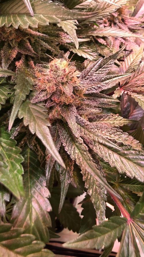 Sunset Peach. Week 12