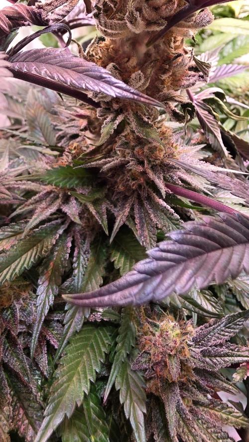 Sunset Peach. Week 12