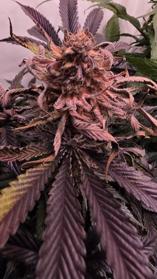 Sunset Peach. Week 12