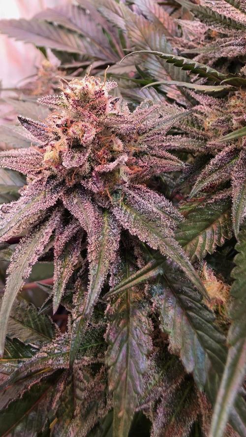 Sunset Peach. Week 12