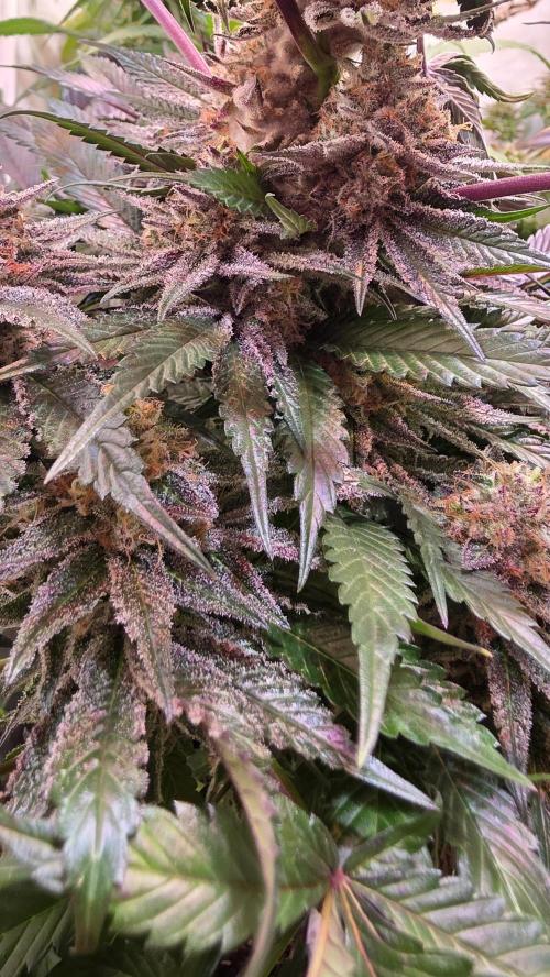 Sunset Peach. Week 12