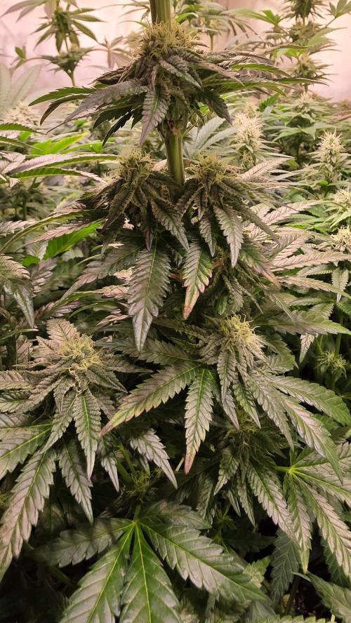 Ztrawberry. Week 11