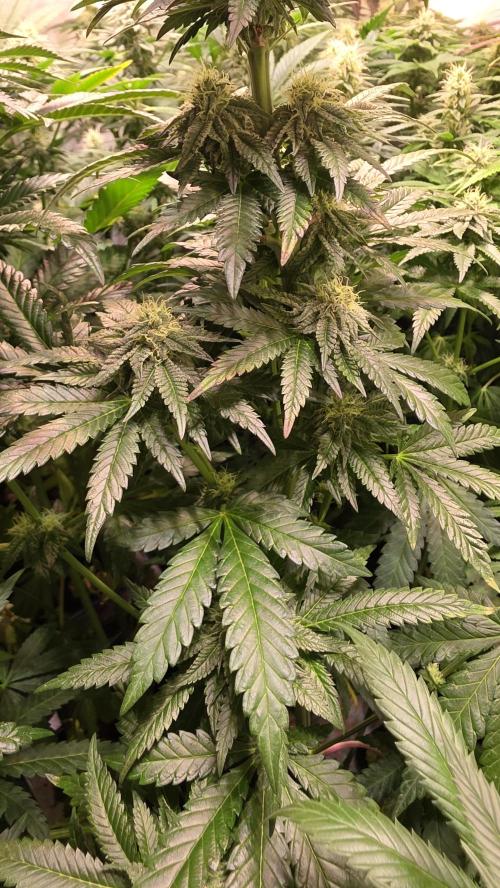 Ztrawberry. Week 11
