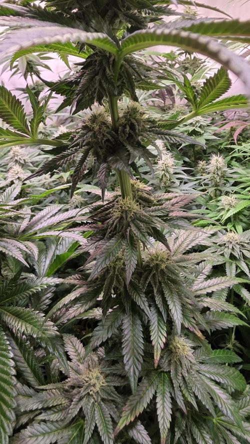 Ztrawberry. Week 11