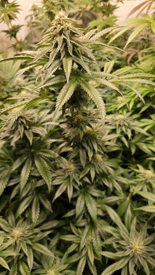Ztrawberry. Week 11
