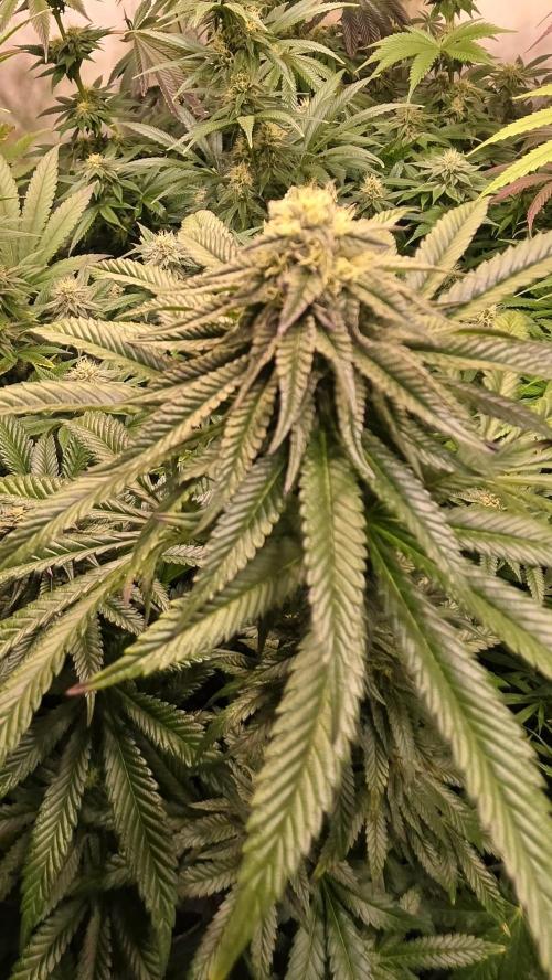 Ztrawberry. Week 11