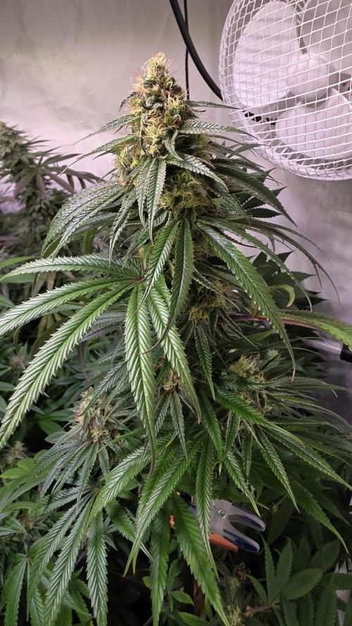 Honey Dipper. Week 11