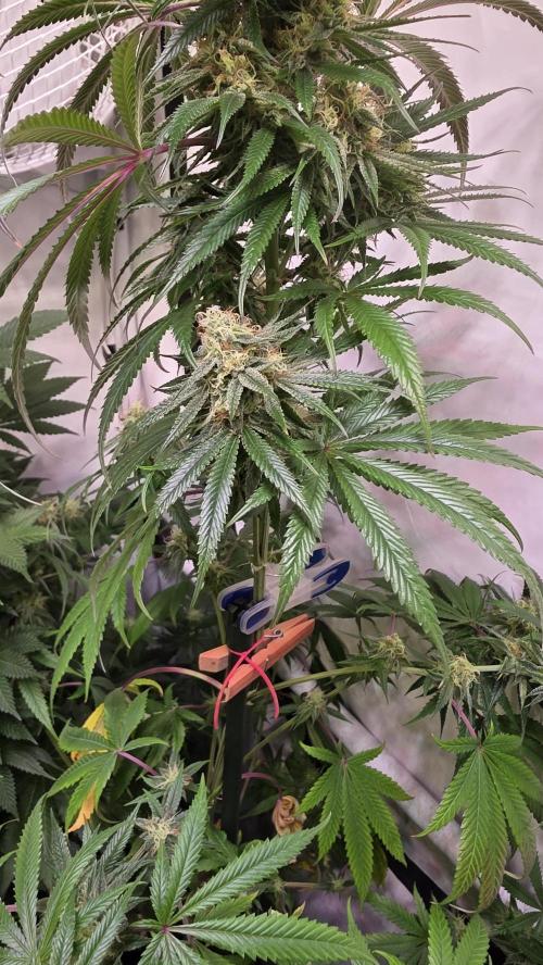 Honey Dipper. Week 11