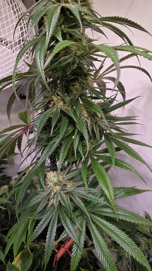 Honey Dipper. Week 11