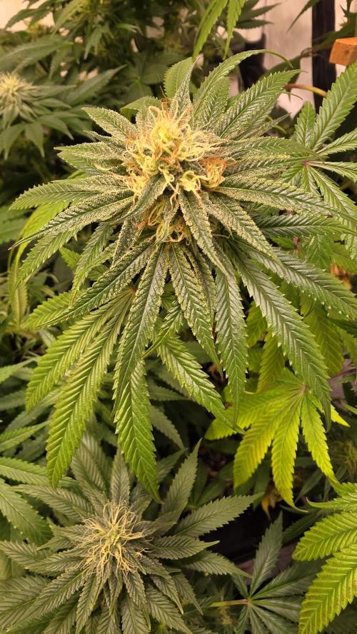 Honey Dipper. Week 11