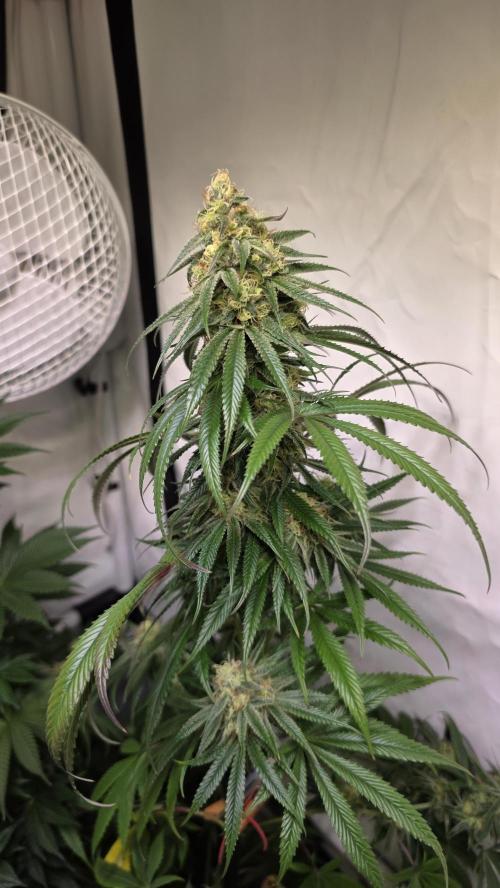 Honey Dipper. Week 11