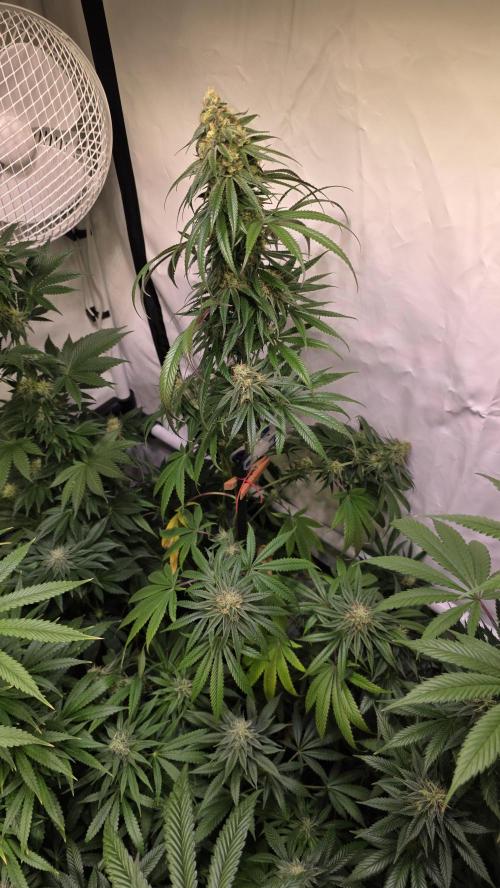 Honey Dipper. Week 11