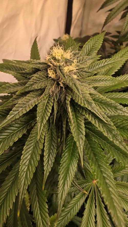 Chikita Manzana. Week 11