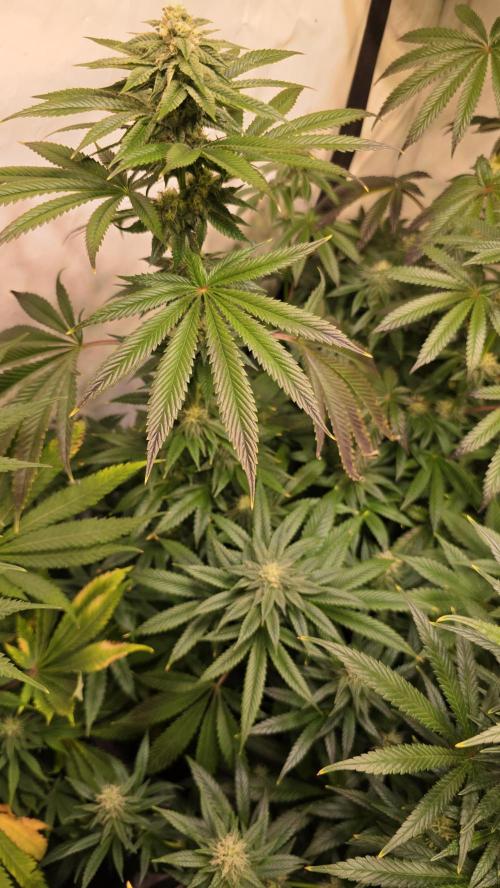 Chikita Manzana. Week 11