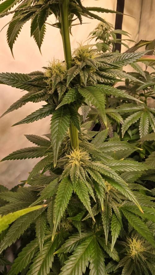 Chikita Manzana. Week 11
