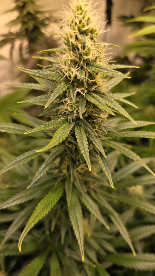 Clementine Slush. Week 11