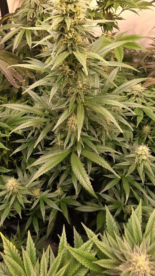 Clementine Slush. Week 11