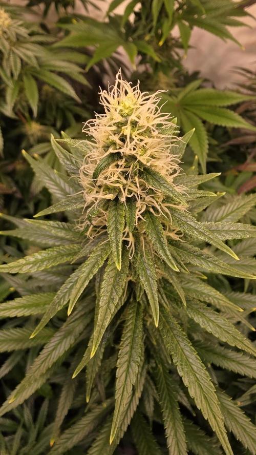 Clementine Slush. Week 11