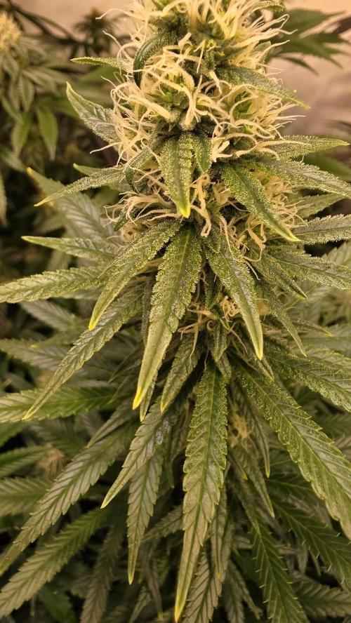 Clementine Slush. Week 11