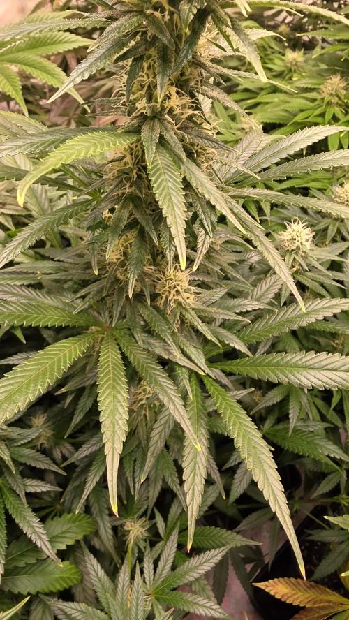Clementine Slush. Week 11
