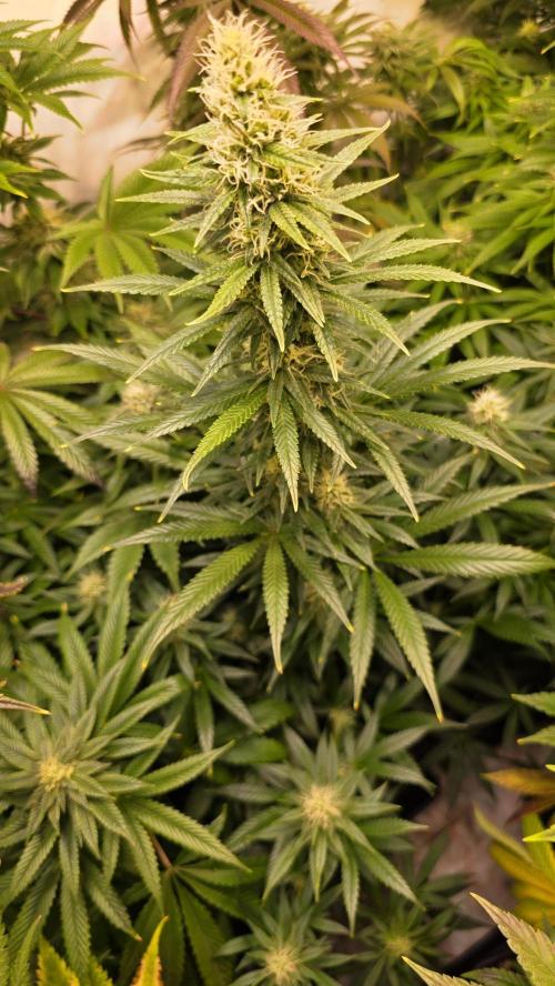 Clementine Slush. Week 11