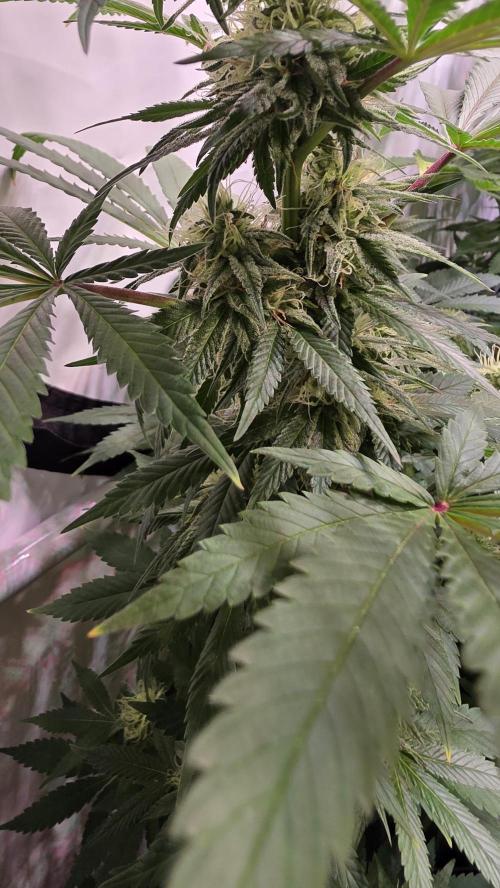 Mexican Sativa. Week 11