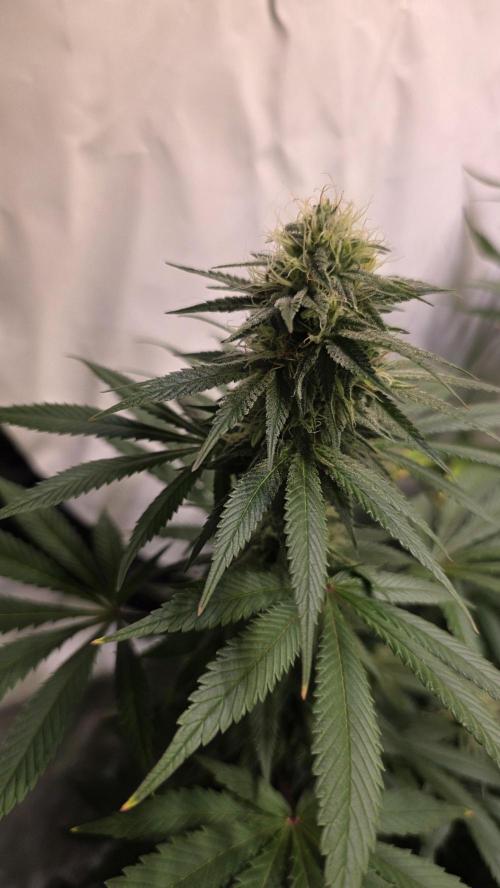 Mexican Sativa. Week 11