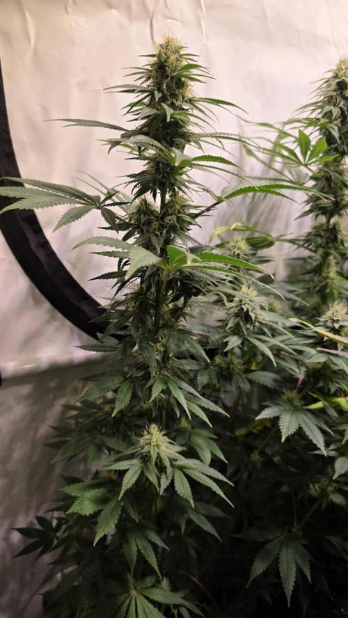 Mexican Sativa. Week 11