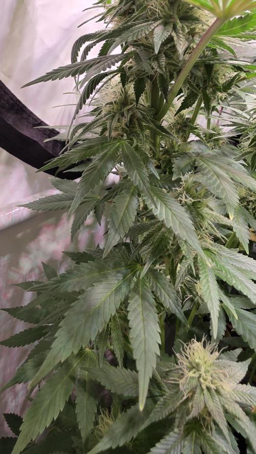Mexican Sativa. Week 11