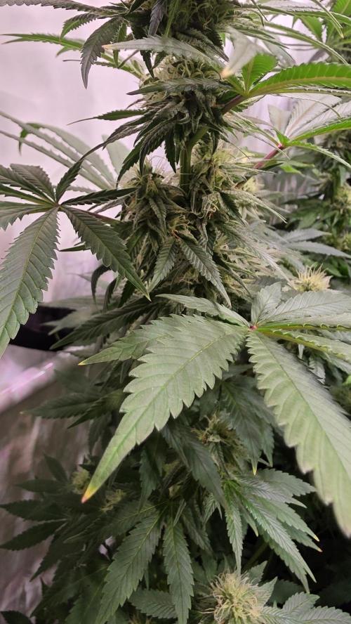 Mexican Sativa. Week 11