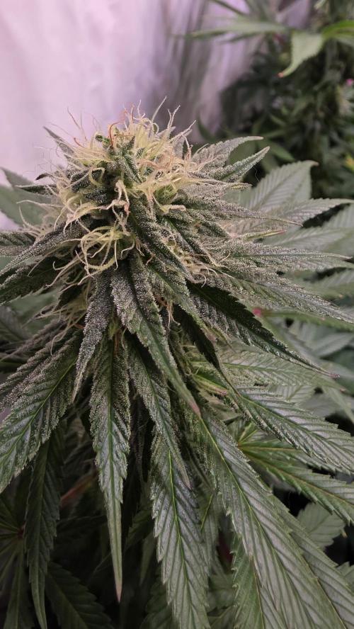 Mexican Sativa. Week 11
