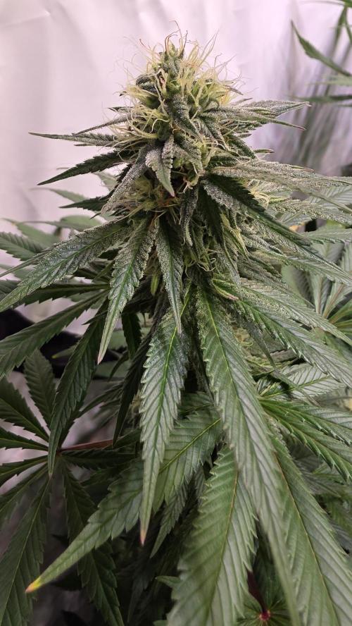 Mexican Sativa. Week 11