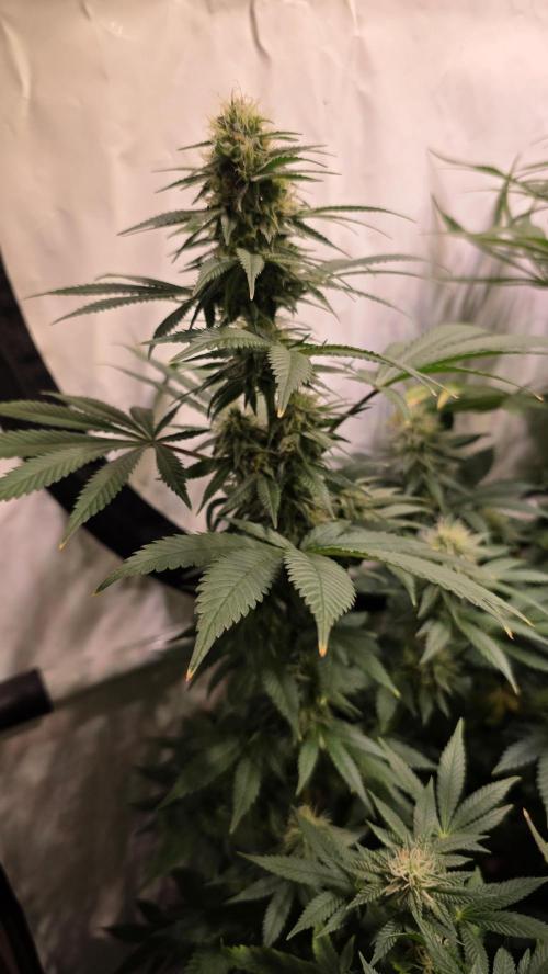 Mexican Sativa. Week 11