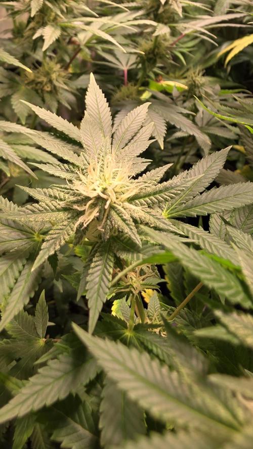 Mexican Sativa. Week 11