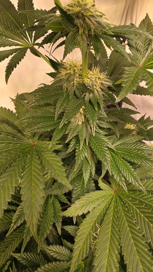 Isla mirage. Week 11